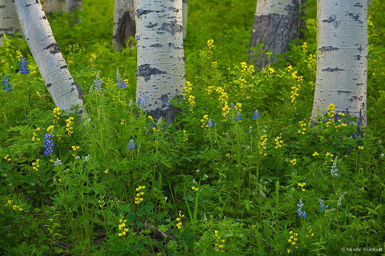 Early spring wildflowers surround the trunks of a grove of aspens along Kebler Pass Road near Crested Butte, Colorado.
