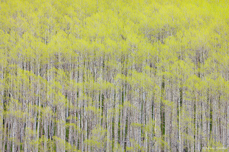 The first leaves of spring turn an aspen grove bright green outside of Aspen, Colorado.