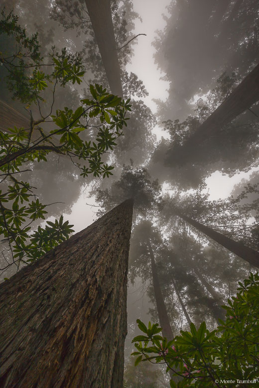 Towering redwood trees reach skyward through dense fog along Damnation Creek Trail in Del Norte Redwoods State Park, California.