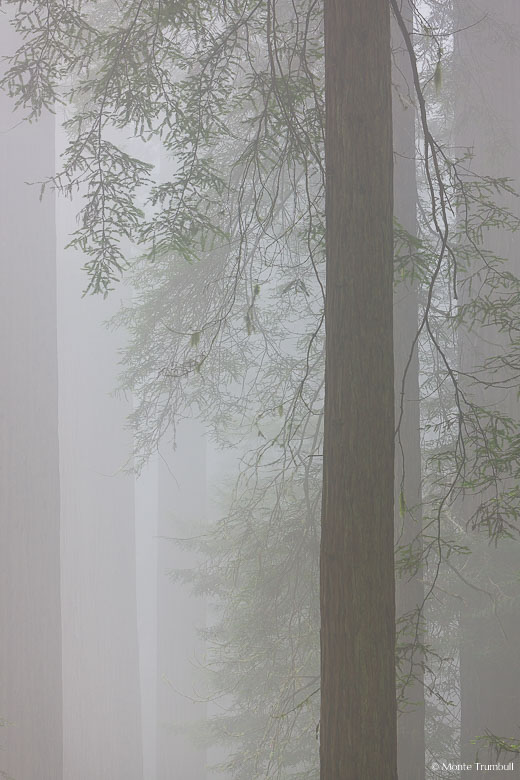 Fog envelopes a group of redwood trees in Del Norte Redwoods State Park in northern California.