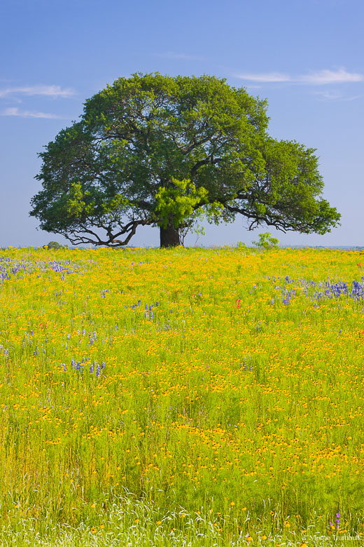 A sprawling oak tree stands in a golden field of wildflowers outside of Fredericksburg, Texas.