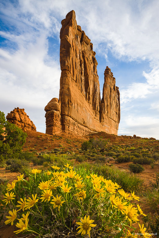 Early morning light shines on the Organ with bright yellow flowers in the foreground at Arches National Park in Utah.