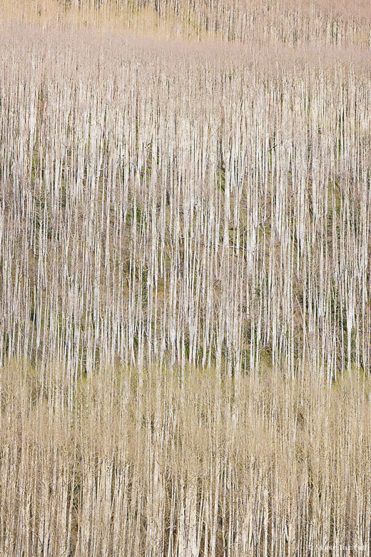 Springtime brings new growth to stark white aspen trunks along Castle Creek Road outside of Basalt, Colorado.