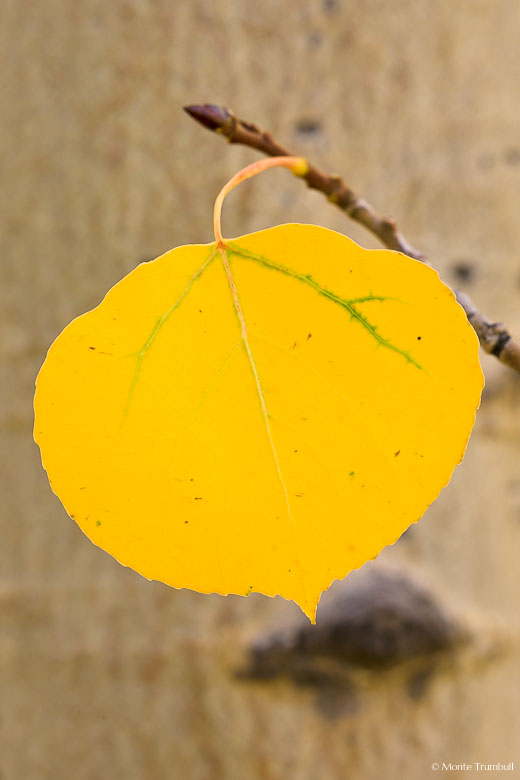 A golden aspen leaf hangs from a fallen branch along Aspen Ridge outside of Buena Vista, Colorado