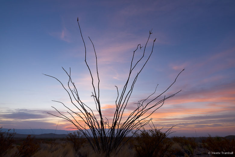 An ocotillo plant is silhouetted against a pink and blue sky at sunrise in Big Bend National Park in Texas.