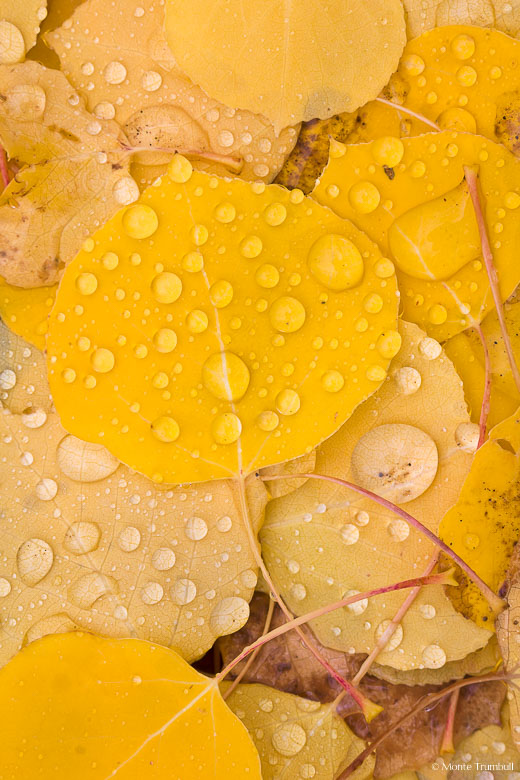 Freshly fallen golden aspen leaves are covered with raindrops along Aspen Ridge outside of Buena Vista, Colorado.