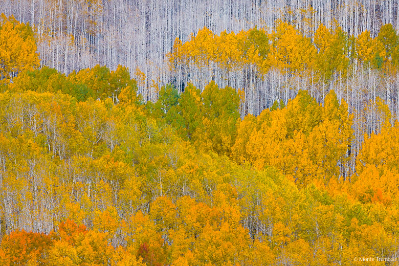 Aspen trees with leaves ranging from green to gold to red in a grove outside of Crested Butte, Colorado.