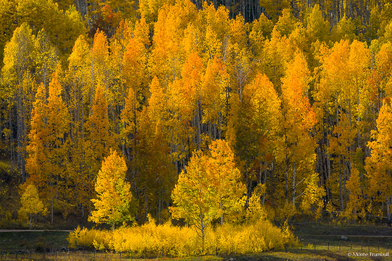 Late afternoon sunshine highlights a multicolored stand of aspens along Kebler Pass Road outside of Crested Butte, Colorado.