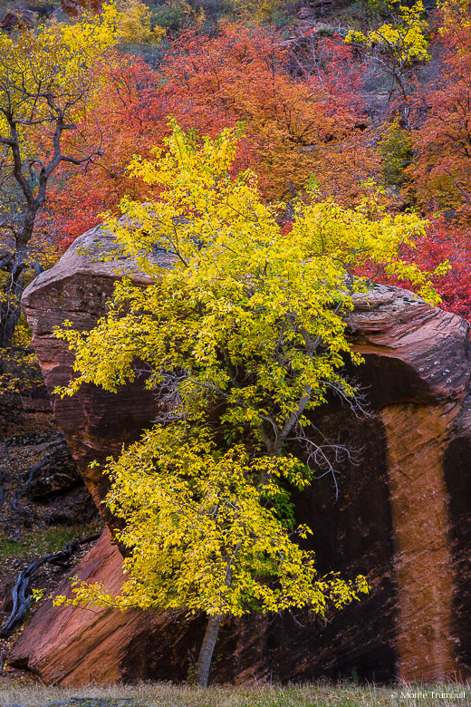 A golden maple tree stands in front of a large red rock in a river valley in Zion National Park in Utah.