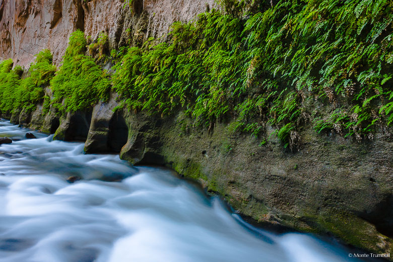 The North Fork of the Virgin River flows past a rock wall covered with vibrant green foliage in the Narrows in Zion National Park.