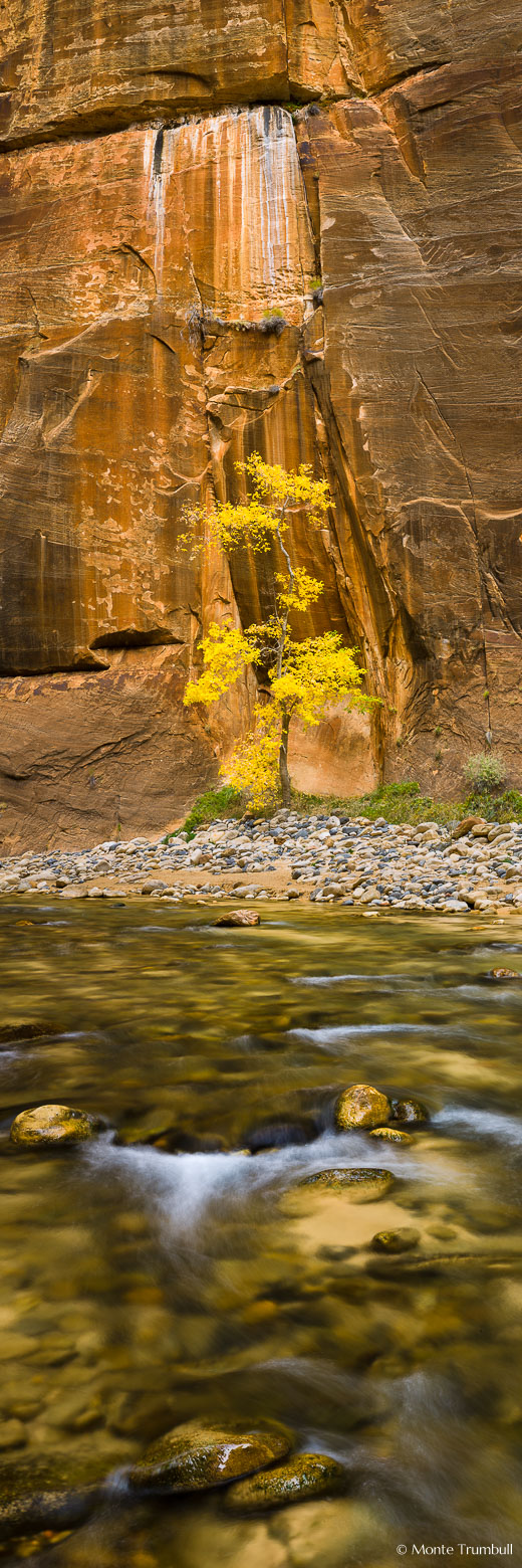 A lone golden cottonwood tree stands in an alcove in the sheer red rock walls of the Narrows in Zion National Park, Utah.