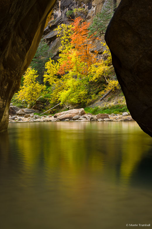 A glowing stand of multicolored trees are reflected in the smooth water of the North Fork of the Virgin River in Zion National Park, Utah.