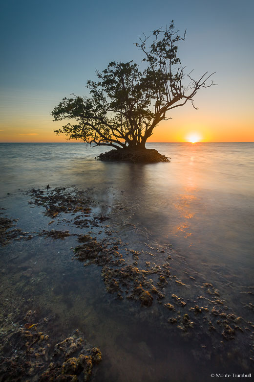 A lone mangrove tree stands silhouetted against the setting sun on a shallow rocky shoreline outside of Everglade City, Florida.