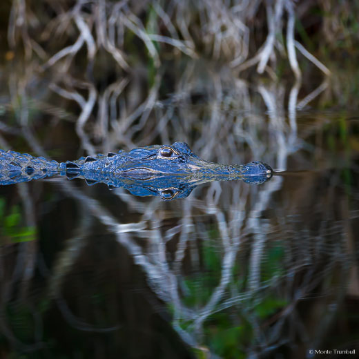 An alligator glides along in the shadows in a canal along Turner River Road in the Big Cypress National Preserve, Florida.