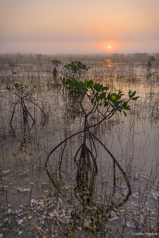 The sun rises behind a layer of ground fog hanging over a slough filled with red mangroves in Everglades National Park, Florida.