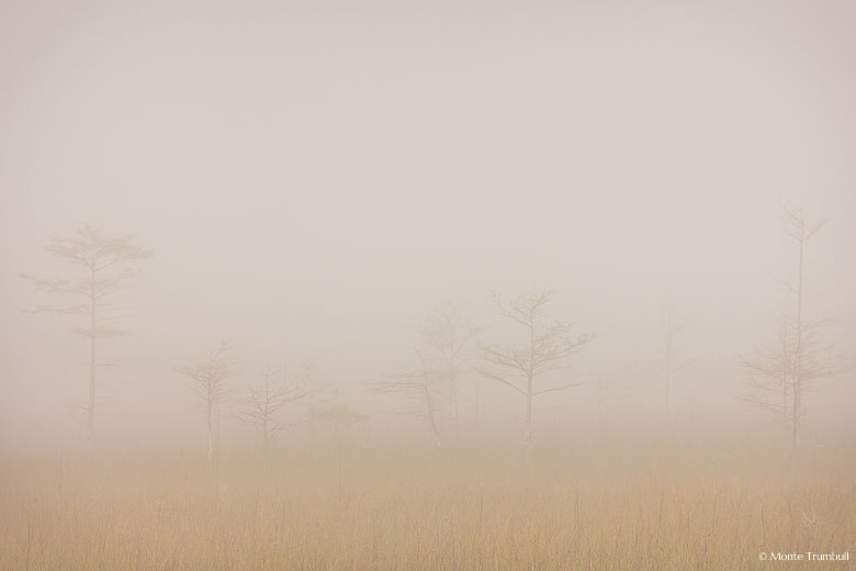 Scraggly bald cypress trees are just visible through a dense fog in Everglades National Park, Florida.