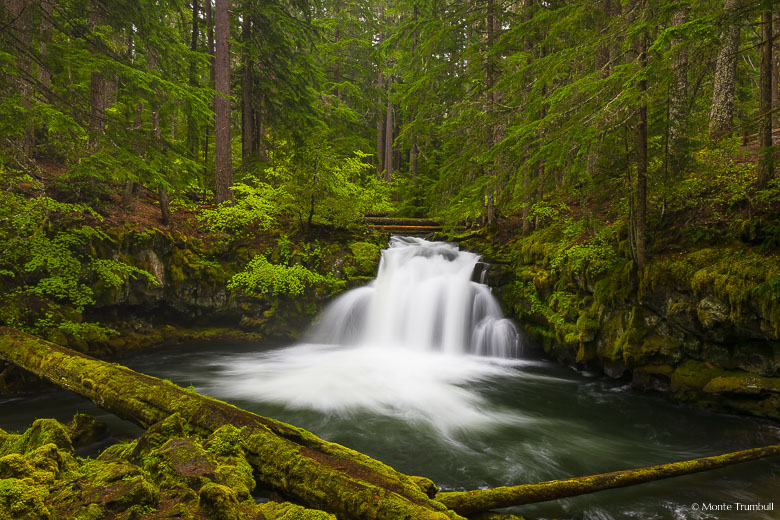 Whitehorse Falls drops gracefully into a pool amid lush spring greenery in the Umpqua National Forest in Oregon.
