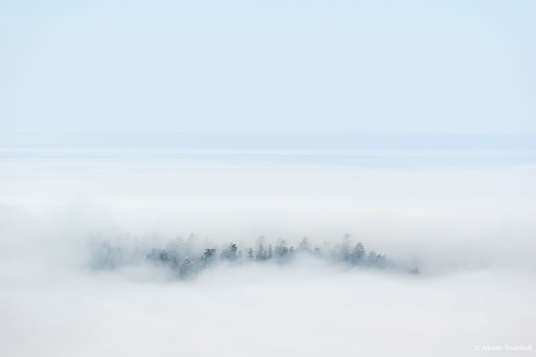 Pine trees on a hillside surrounded by morning fog appear to be an island in the sky in Redwood National Park outside of Orick, California.