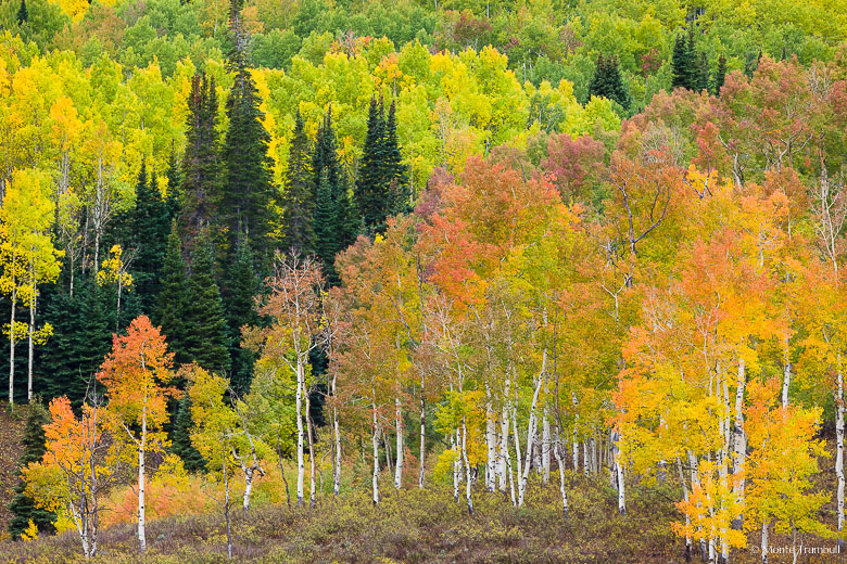 A stand of pine and fir trees is surrounded by aspens with various stages of vibrant fall foliage outside of Steamboat Springs, Colorado.
