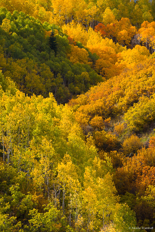 A mountainside carpeted with aspen trees and scrub oak glows with a variety of autumn colors outside of Oak Creek in northwestern Colorado.