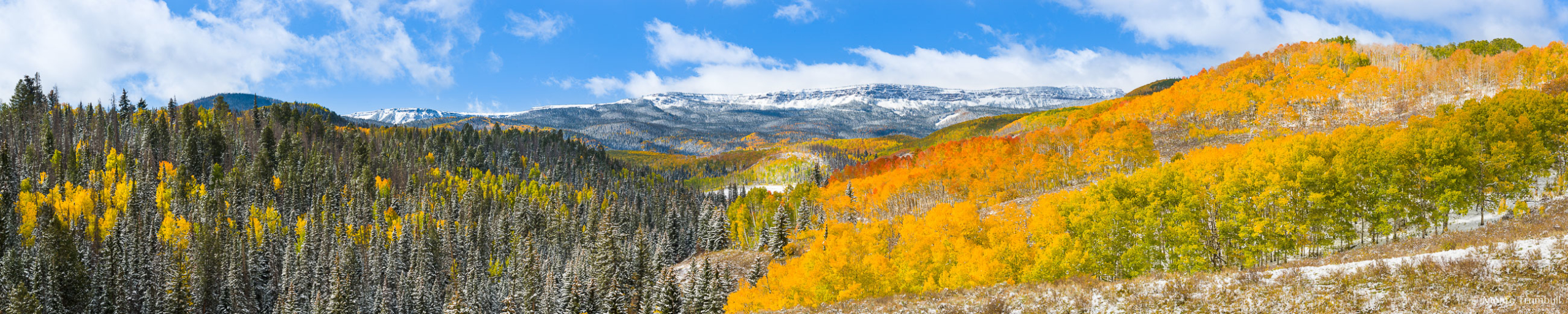 A panoramic view of Flat Top Mountain beyond a valley filled with golden aspens in northwest Colorado the morning after a fresh snow.