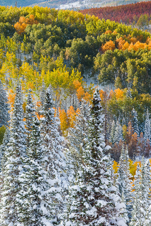 An early snowfall hangs on pine trees and blankets the ground below a hillside covered with aspen trees in a variety of autumn colors in the Routt National Forest outside of Steamboat Springs, Colorado.