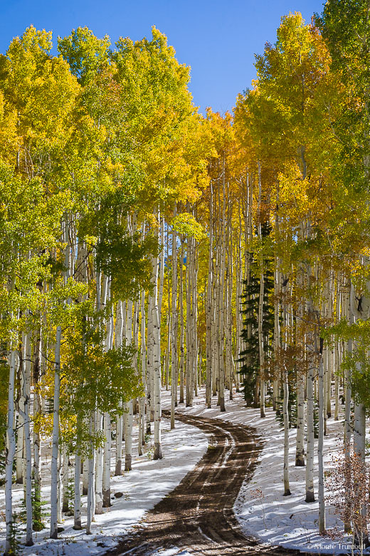A road winds through a snowy stand of multicolored aspens high up along County Road 8 in the Flat Top Mountains in northwestern Colorado.