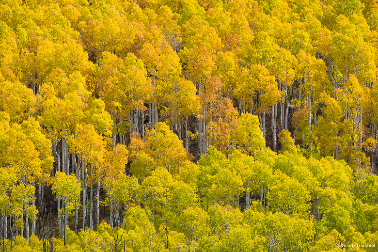 A stand of multi-colored aspens glow in autumn sunlight on a mountainside in northwestern Colorado.