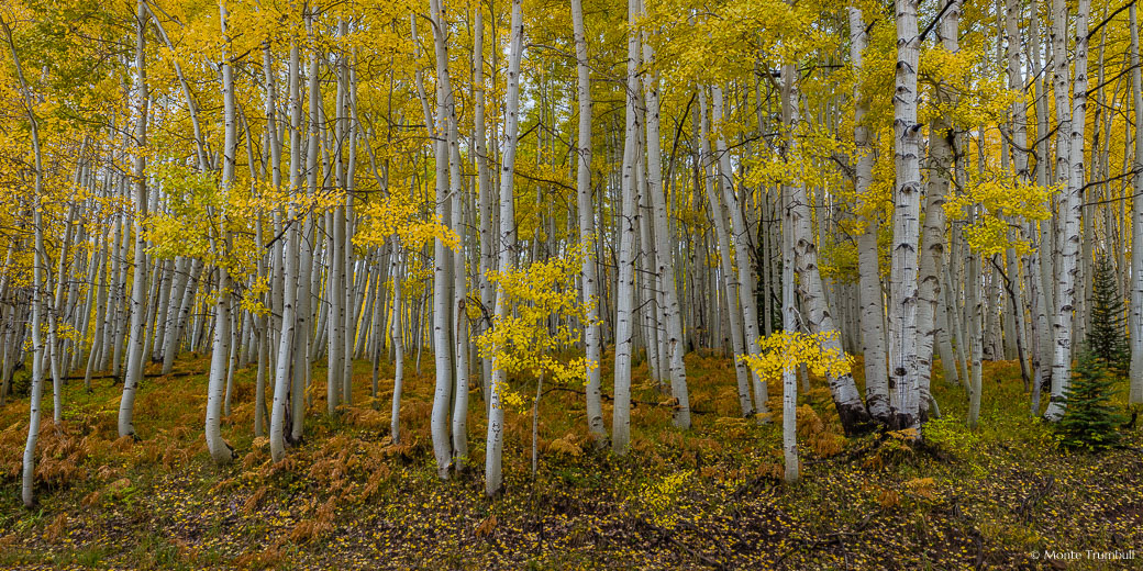 Rust colored ferns carpet the ground beneath a golden aspen grove in the Gunnison National Forest outside of Crested Butte, Colorado.