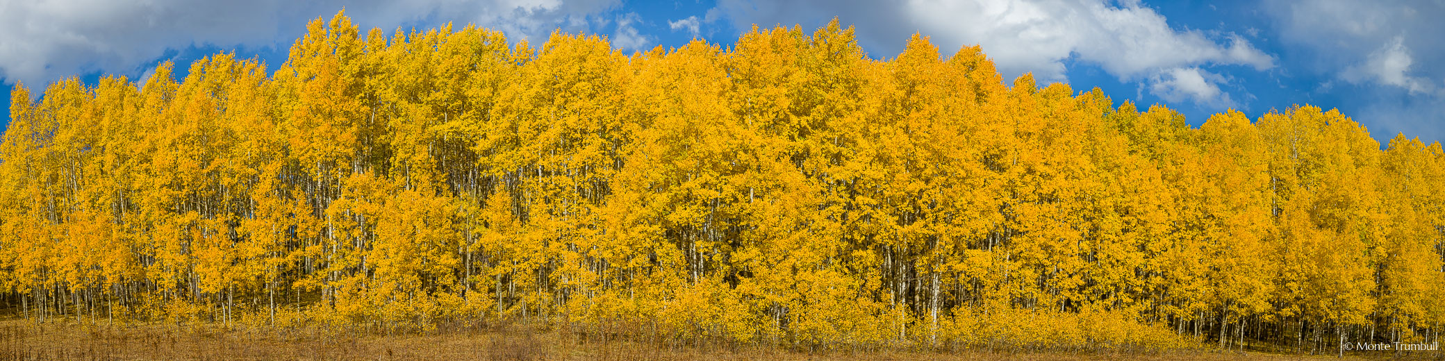 A panoramic view of golden aspen trees with blue skies and puffy white clouds overhead in the Gunnison National Forest west of Crested Butte, Colorado.