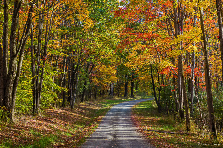 A narrow gravel road passes through a kaleidoscopic grove of maple trees in the Sugar Hill State Forest outside of Watkins Glen, New York.