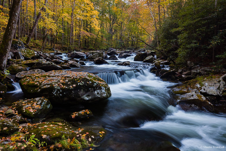 The Middle Prong of the Little River flows through a golden forest and tumbles around a bend in the Tennessee side of Great Smoky Mountain National Park.