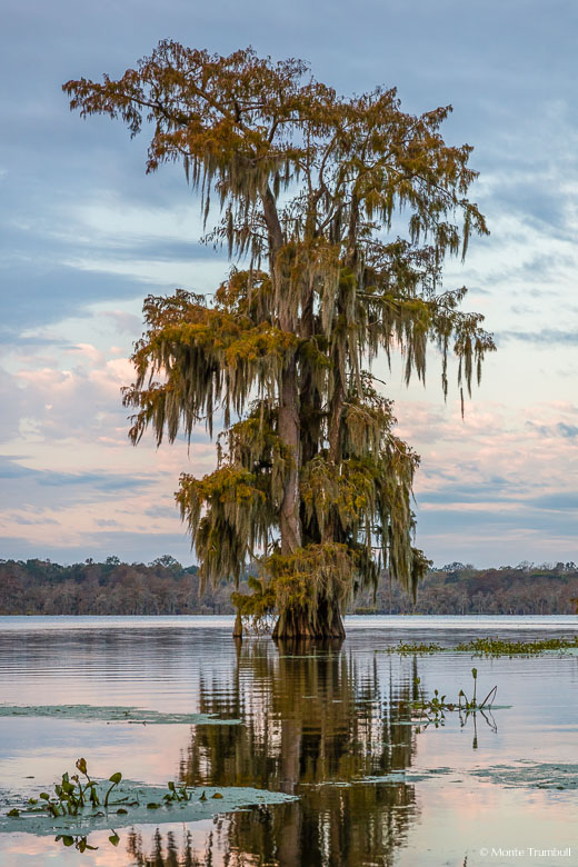 A lone bald cypress tree with rust colored leaves stands shrouded in Spanish moss in the shallow waters of Lake Martin outside Breaux Bridge, Louisiana.