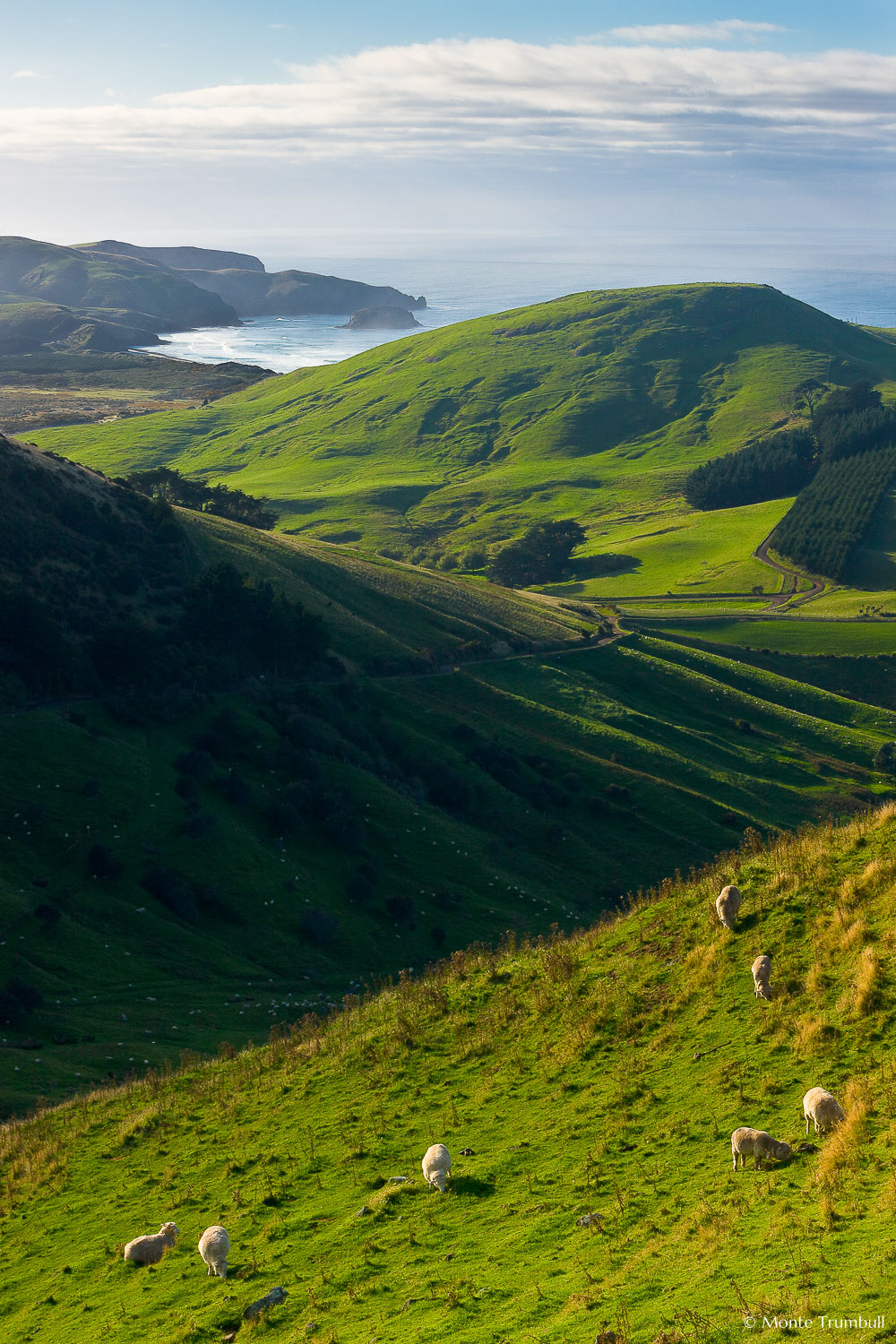 MT-20090412-090319-0080-New-Zealand-South-Island-sheep-green-hills.jpg