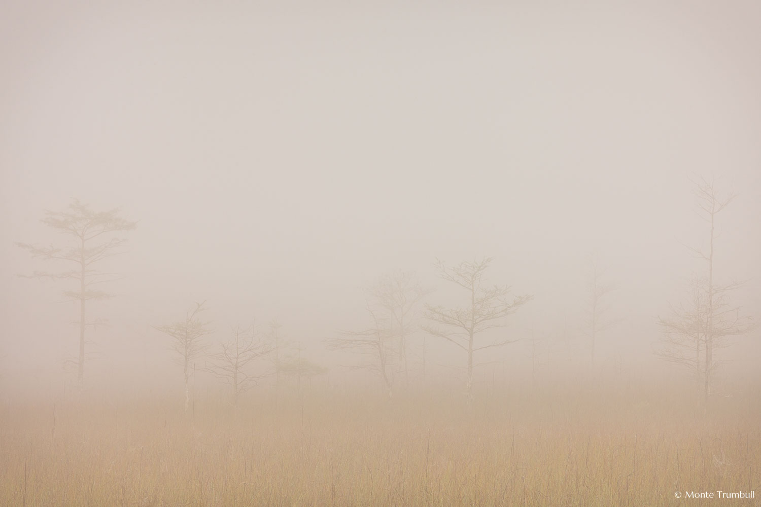 MT-20130224-082711-0097-fog-bald-cypress-everglades-national-park.jpg