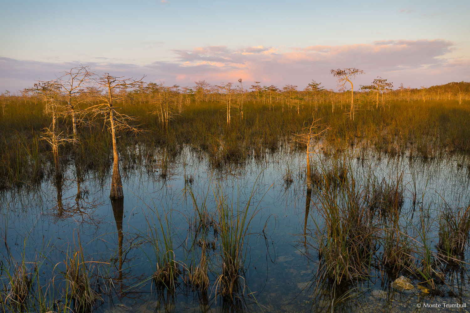 MT-20130224-180949-0127-everglades-dwarf-cypress-sunset.jpg