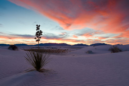 MT-20090108-172718-0036-New-Mexico-White-Sands-National-Monument-yucca-sunset-pink-skies.jpg