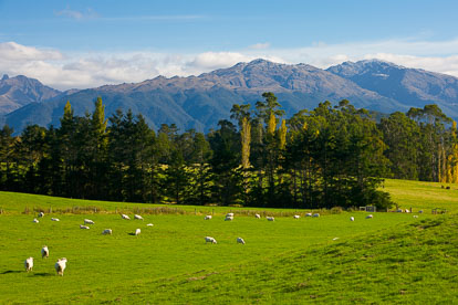 MT-20090414-103750-0054-New-Zealand-South-Island-sheep-mountain-valley.jpg