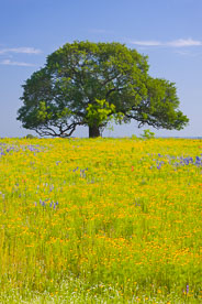 MT-20100421-092952-0008-Edit-Texas-Hill-Country-oak-tree-golden-field.jpg