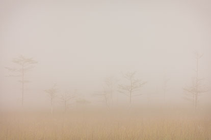 MT-20130224-082711-0097-fog-bald-cypress-everglades-national-park.jpg