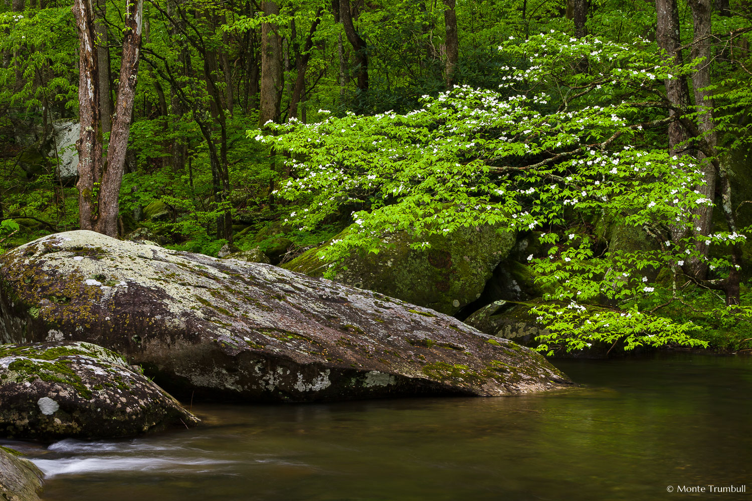 MT-20150426-091804-0028-middle-fork-little-river-dogwood-great-smoky-mountains-national-park.jpg