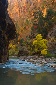 MT-20071104-124529-0016-Edit-Utah-Zion-National-Park-Narrows-fall-color.jpg