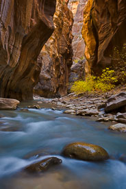 MT-20071104-130557-0020-Utah-Zion-National-Park-Narrows-fall-color.jpg