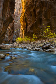 MT-20071104-130849-0023-Edit-Utah-Zion-National-Park-Narrows-fall-color.jpg