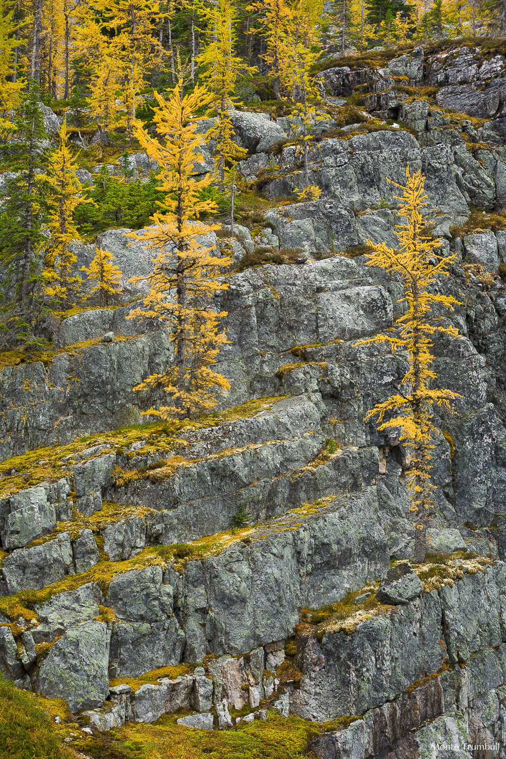 MT-20060920-132347-0047-Canada-Yoho-National-Park-golden-larch-rocks.jpg