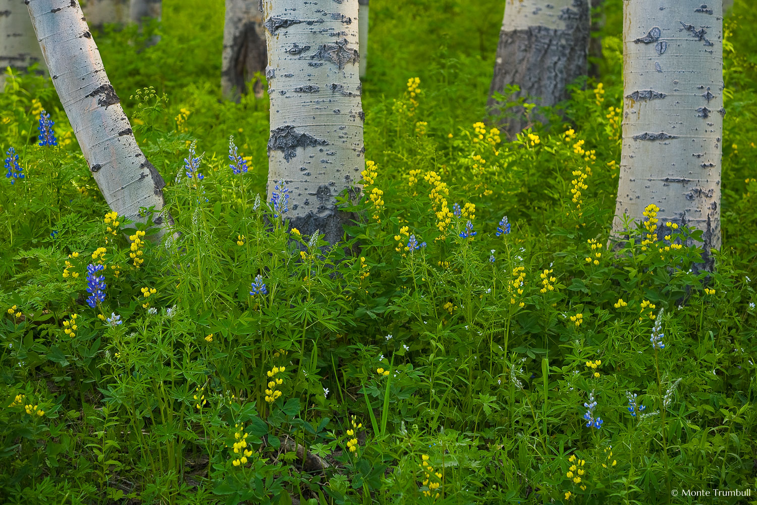 MT-20070619-175640-0018-Colorado-aspen-trunks-flowers.jpg