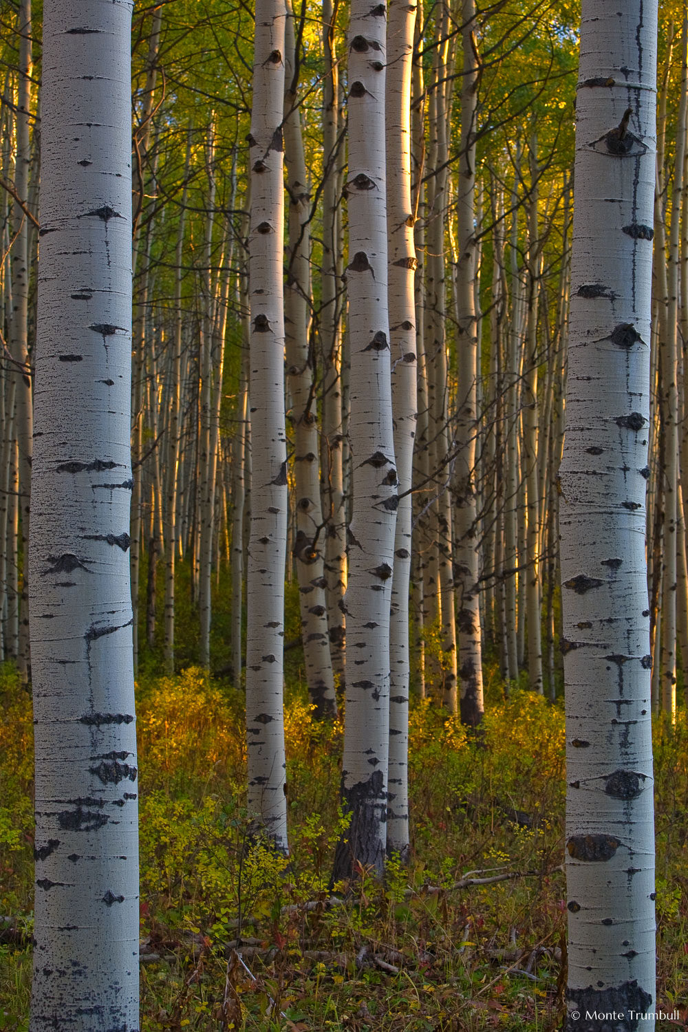 MT-20070926-185143-099-Edit-Colorado-aspen-trunks-fall-color.jpg