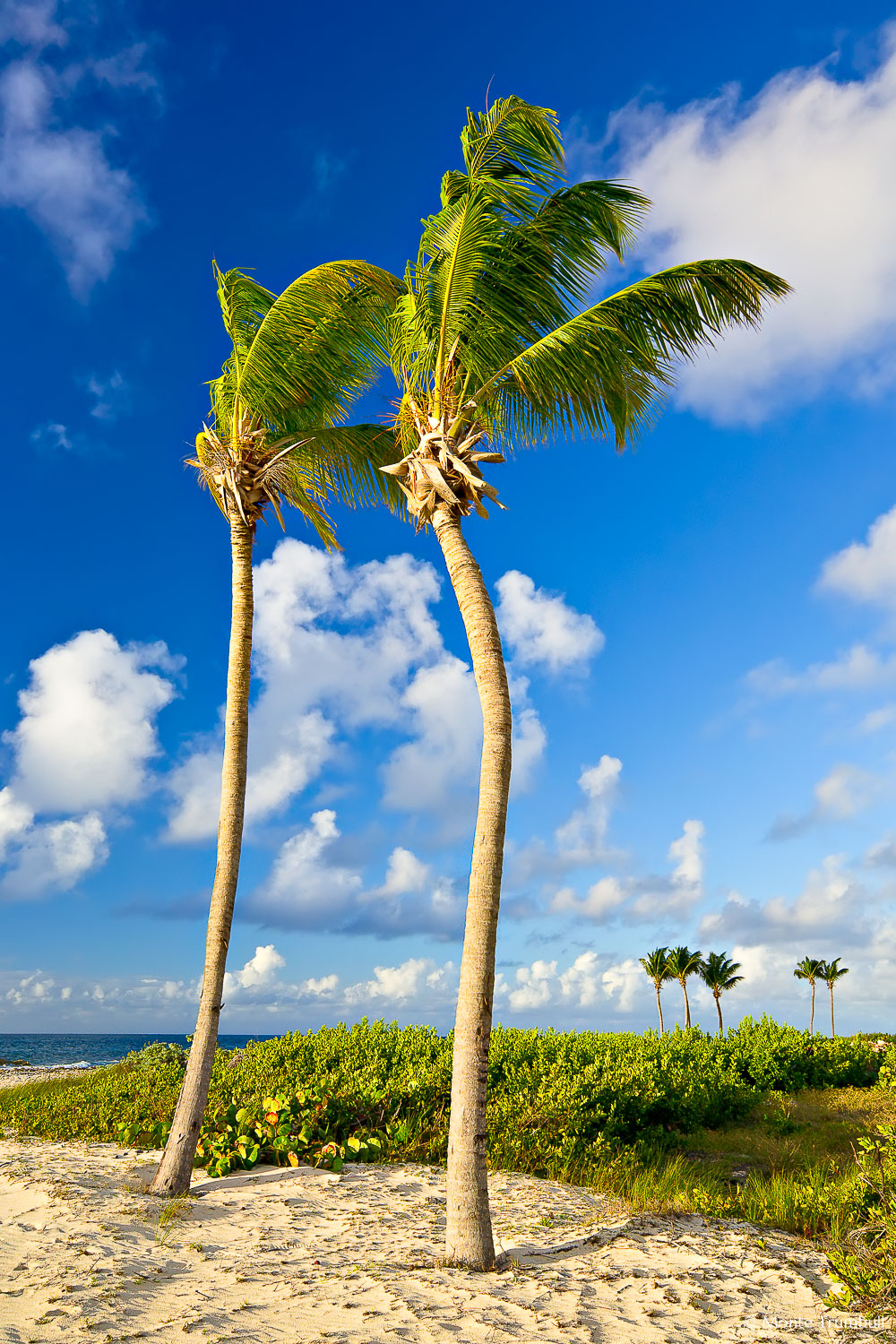 MT-20080221-072410-0054-Edit-Anguilla-two-palm-trees.jpg