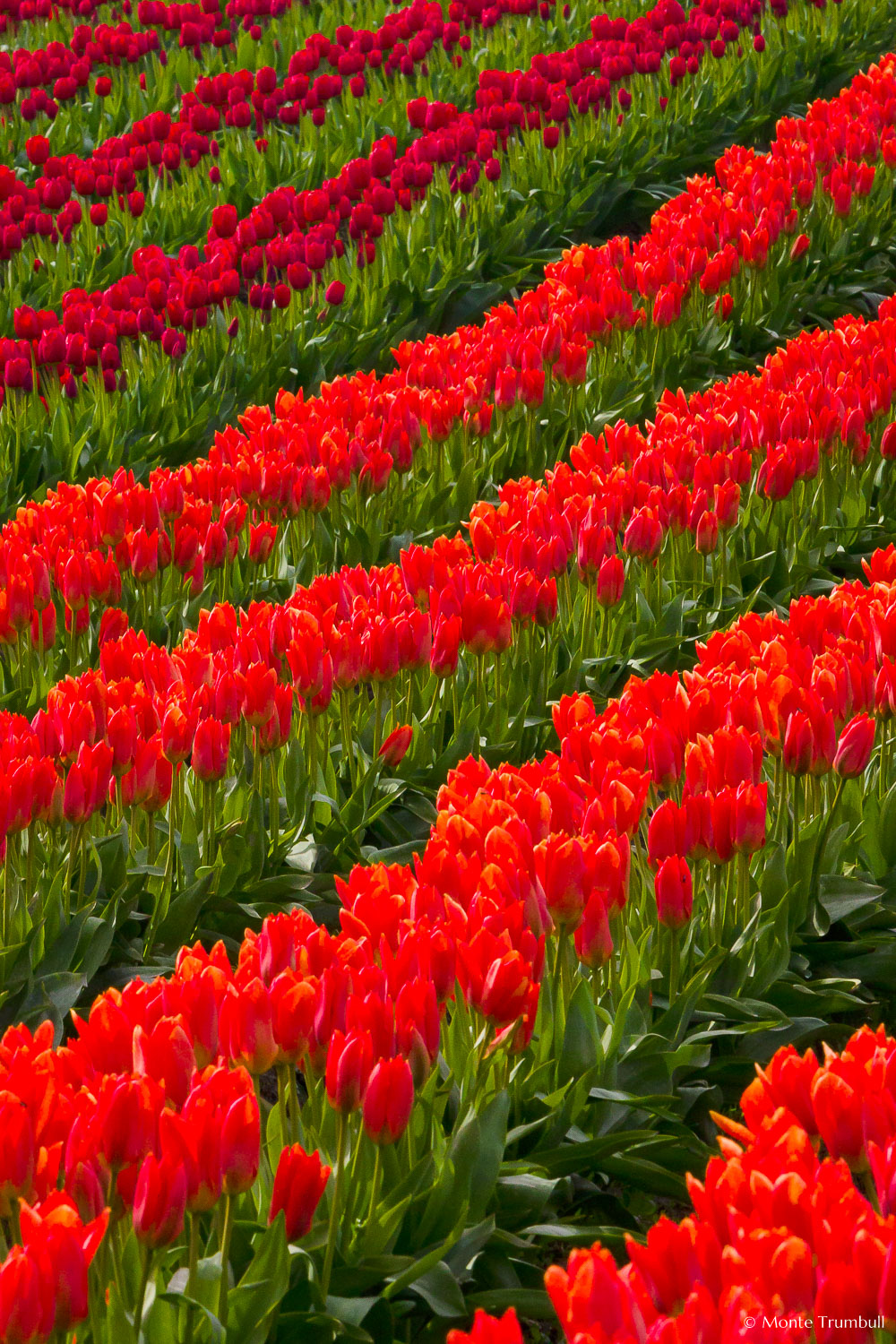 MT-20080410-163647-0001-Washington-Skagit-Valley-tulips-red-orange.jpg