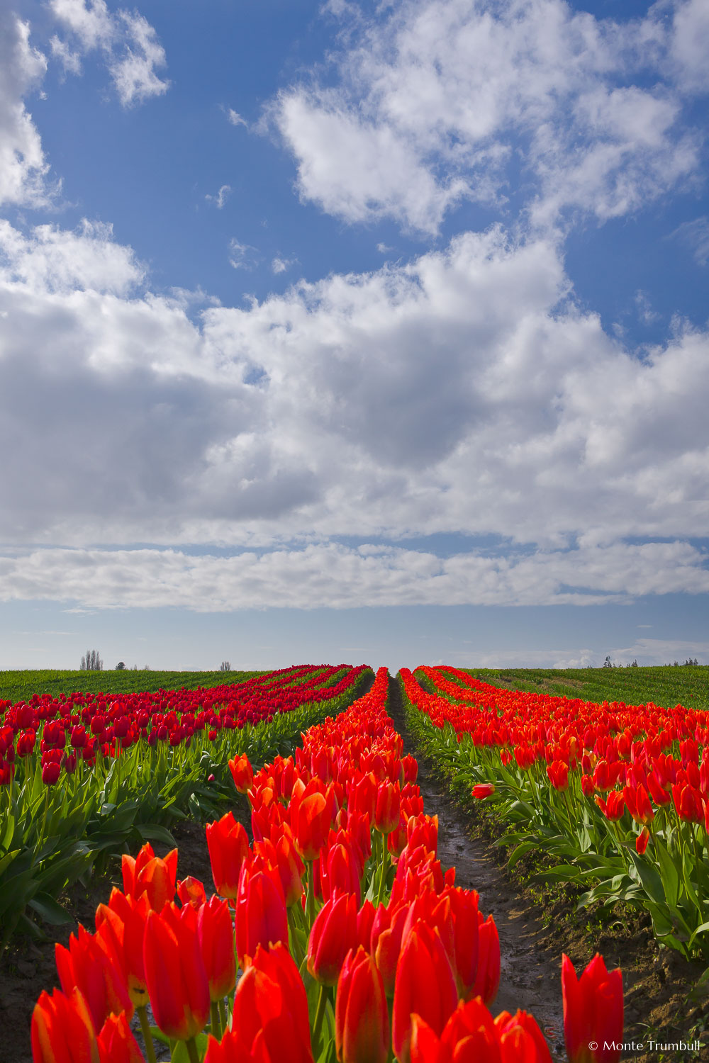 MT-20080410-164654-0002-Washington-Skagit-Valley-tulips-red-orange-blue-sky.jpg